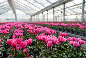 ハウス栽培の花（冬）