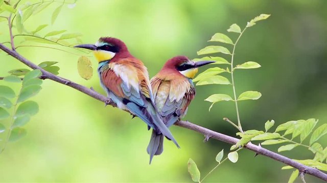 European bee-eater ( Merops apiaster )