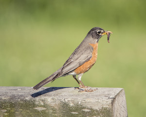 Robin with Worms 