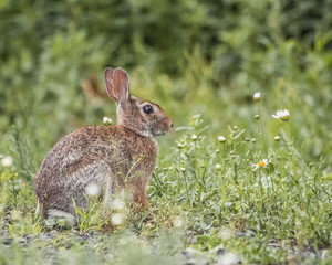 Wild Rabbit