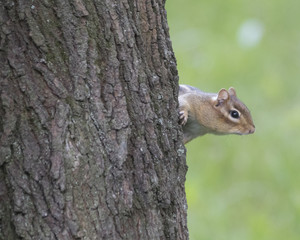 Curious Chipmunk