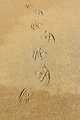 Pelican Footprints