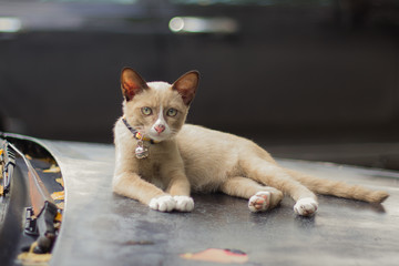 cat on a car in the outdoor