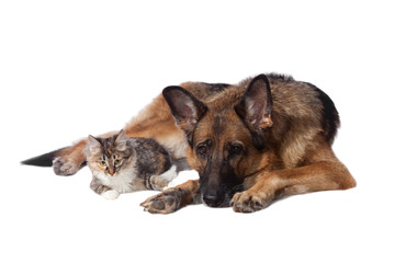 Cunning kitten and dog lie on isolated white background