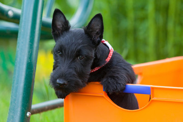 Puppy of Scotch-terrier breed sits in orange box on background of greenery