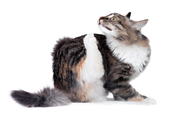 Cat itches
