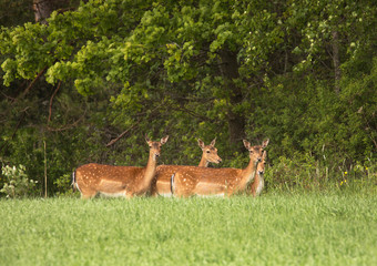 Fallow deer; (Dama dama).
