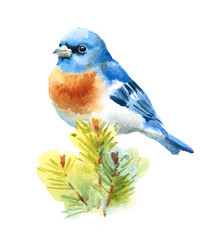 Watercolor Bird Bluebird Fir Branches Hand Painted Illustration isolated on white background