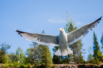 gull