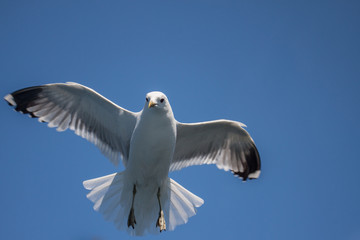 gull