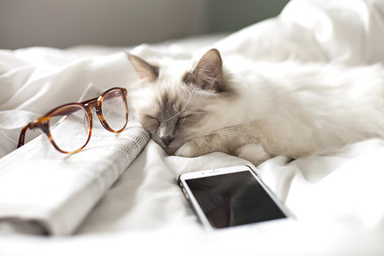 Sacred Birman Cat sleeping on newpaper