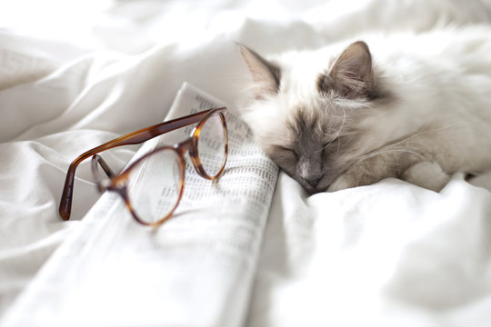 Sacred Birman Cat sleeping on newpaper