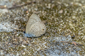 Asia Butterfly