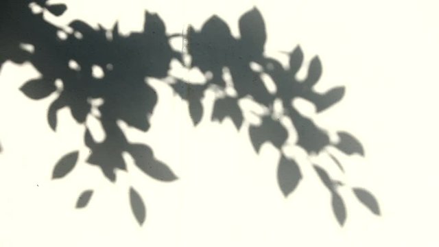 leaf shadow on the wall