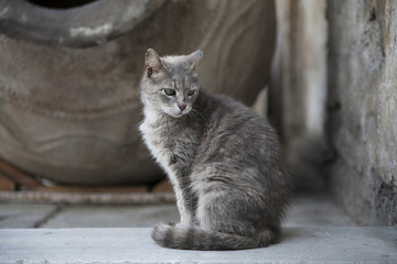 Gray cat sitting outdoors