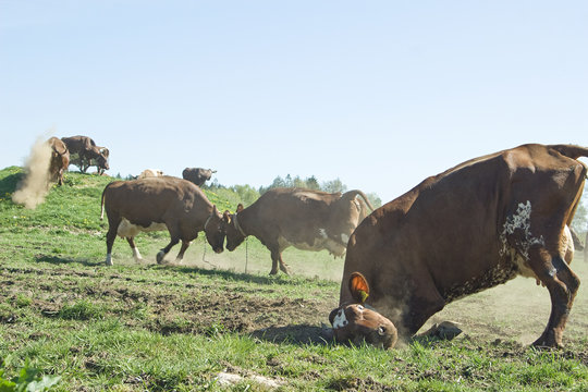 Crazy happy Cows being let out for the first time in spring