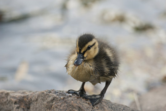 Small duckling on rock