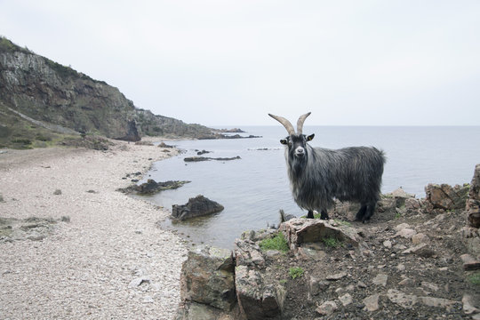 Wild goat on rocky coast