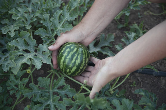 Hands holding small watermelon