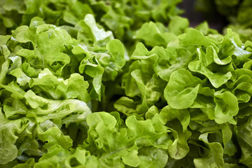 Curly Lettuce