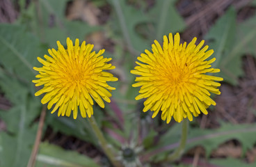 Yellow dandelion closeup