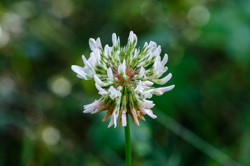 Trifolium pratense. Flor blanca de Trébol Común.