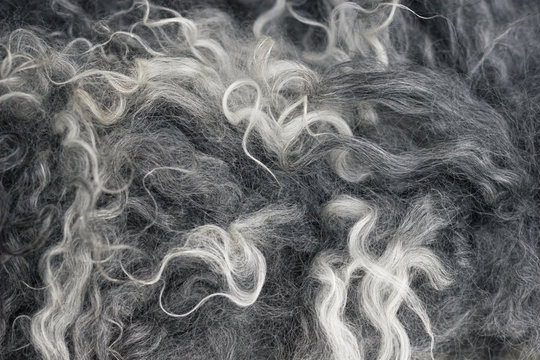 Sheep skin coat