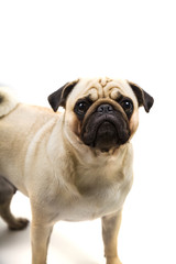 Obraz premium Pug breed dog