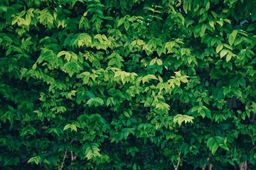 Wall of Leaves