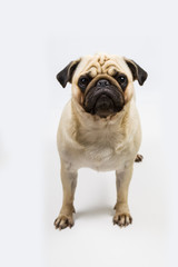 dog on a light background close-up. Pug.