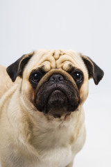 dog on a light background close-up. Pug.