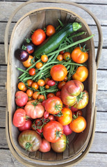 Garden trug harvest basket with homegrown vegetables, tomatoes, beans, zucchini - obrazy, fototapety, plakaty