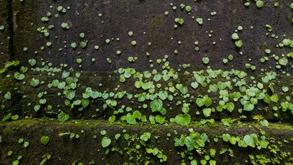 Dischidia nummularia Variegata wall.