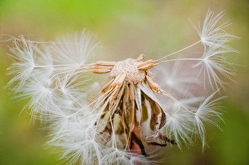 Dandelion macro. Faded dandelion with an insect. Pistils and stamens of dandelion