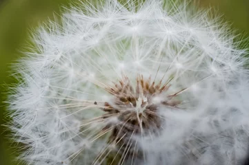 Draagtas Dandelion macro. Faded dandelion with an insect. Pistils and stamens of dandelion © Nelly