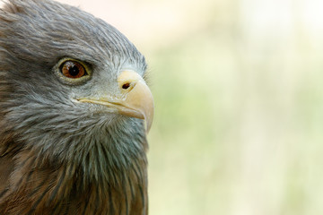 Naklejka premium Eagle standing and looking at you