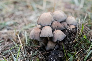 Mushrooms after rain. A lot of gray and brown mushrooms. A family of mushrooms in the grass and foliage