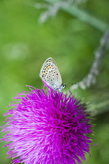 Butterfly on a field flower. A multicolored and gray butterfly hid on a gray and crimson thorn