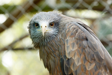 Eagle turned to his side and looking at you