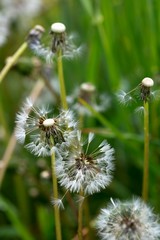 White and fluffy dandelion field. Green meadow.