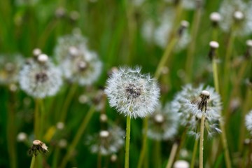 White and fluffy dandelion field. Green meadow.
