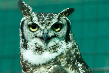 Owl smiling with his one ear in the air