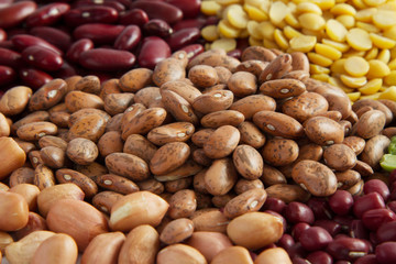 Various of bean seed