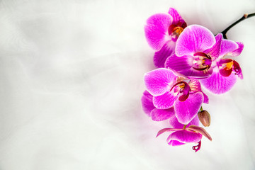 The branch of purple orchids on white fabric background 