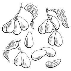 Dogwood berry graphic black white isolated sketch illustration vector