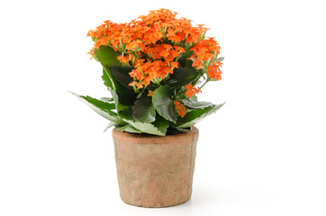 Kalanchoe
