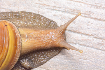 Closeup of a snail on tiled floor.