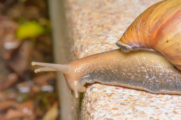 Closeup of a snail on rock floor.
