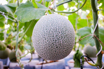 Cantaloupe melons growing in a greenhouse farm