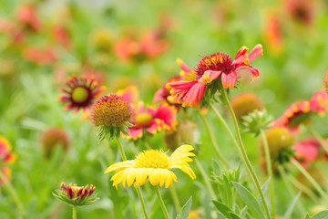 Gaillardia flowers with multiple colors and bright colors. It is a genus of flowering plants in the sunflower family.